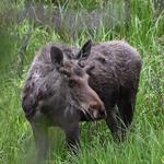 Rocky Mountain National Park