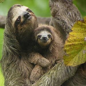 SLOTH TOUR
