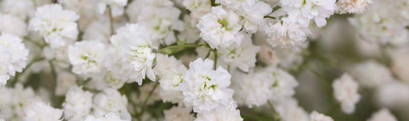 The Wedding Website of Victoria Hamrick and Taylor Gerdeman