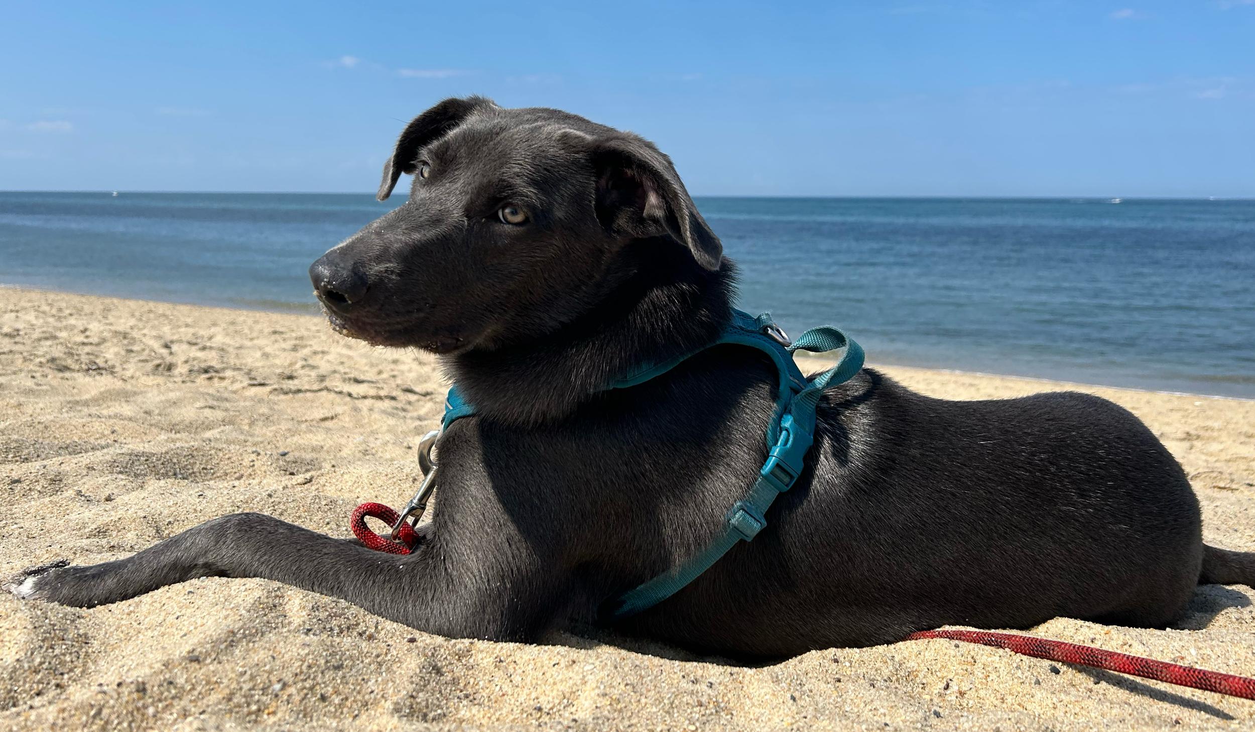 The Wedding Website of Daniel Niedzwiecki and Robert Porter