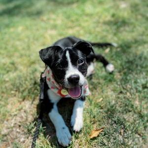 Emmy Lou- Dog of Honor