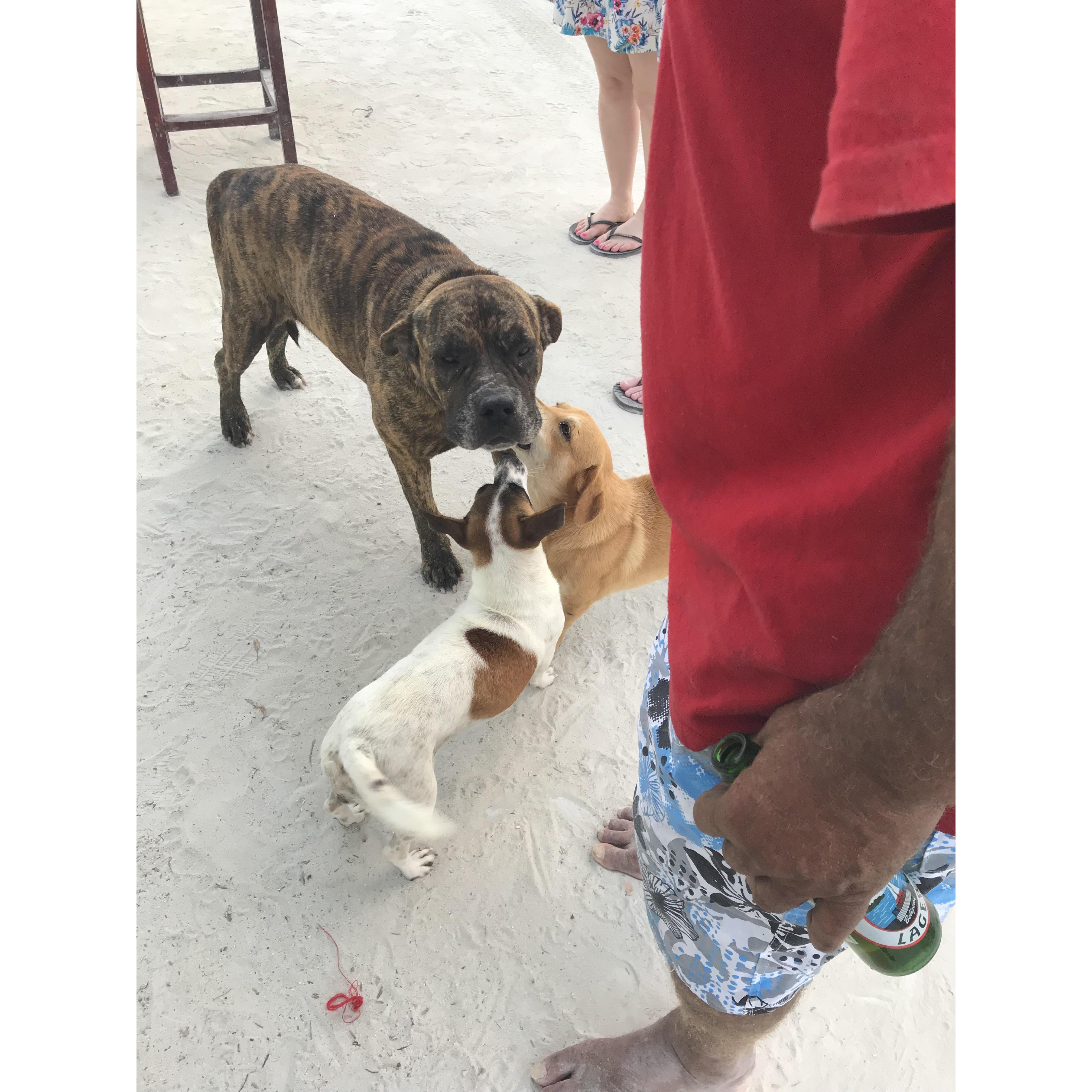 One of our favorite island dogs, Tour Guide.  Hes a friendly giant who spends his days roaming the main street or sleeping under a palm tree.