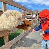 Hidden Spring Lavender & Alpaca Farm