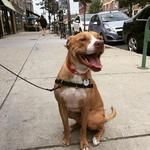 Explore Chicago's Neighborhoods