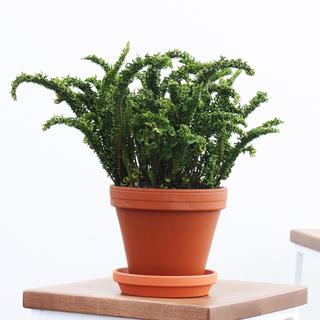 Emina Fern Plant