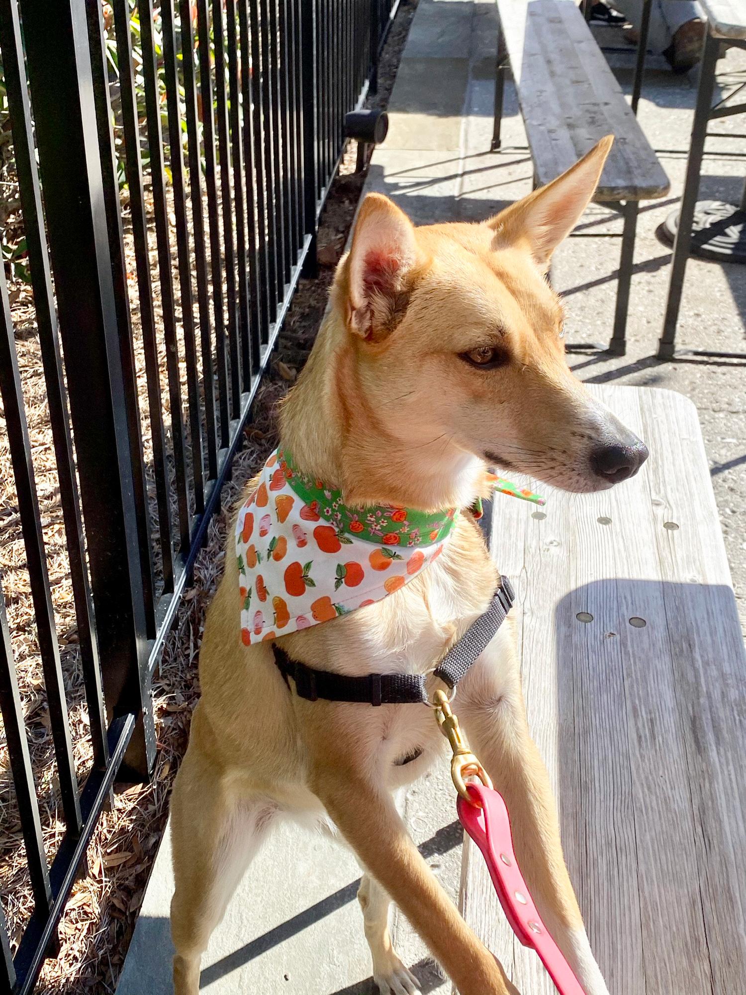 Our sweet girl Honey