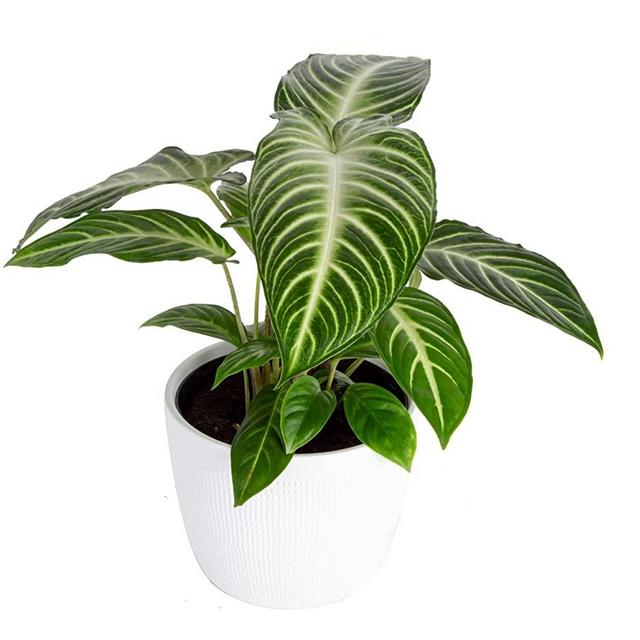 Costa Farms Live Indoor Trending Tropicals Xanthosoma Plant, 14-Inch Tall, White Décor Pot