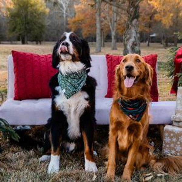 Dog Boarding Fund