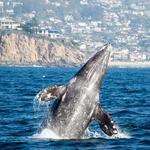 Whale watching
