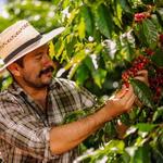 FINCA DEL CAFE