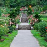 International Rose Test Garden