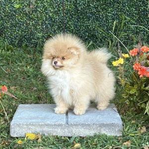 Puppy fund