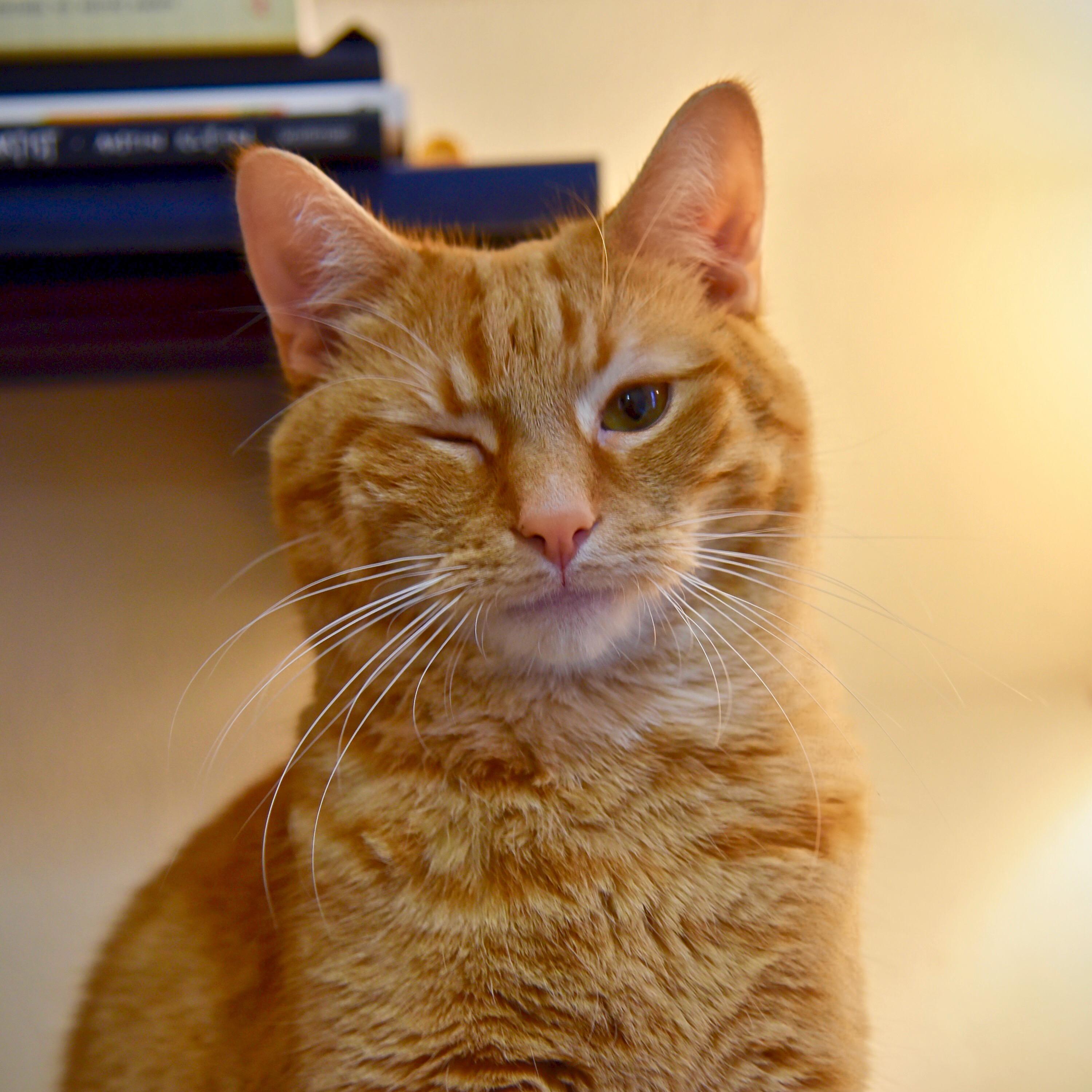 Our Calcifer, serving his signature wink.
Photo credit: Kat Griffin Photography