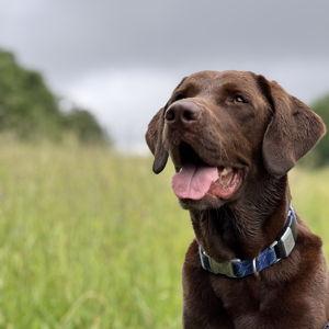 General Donation - Labrador Retriever Rescue of Florida