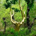Forest of Brocéliande