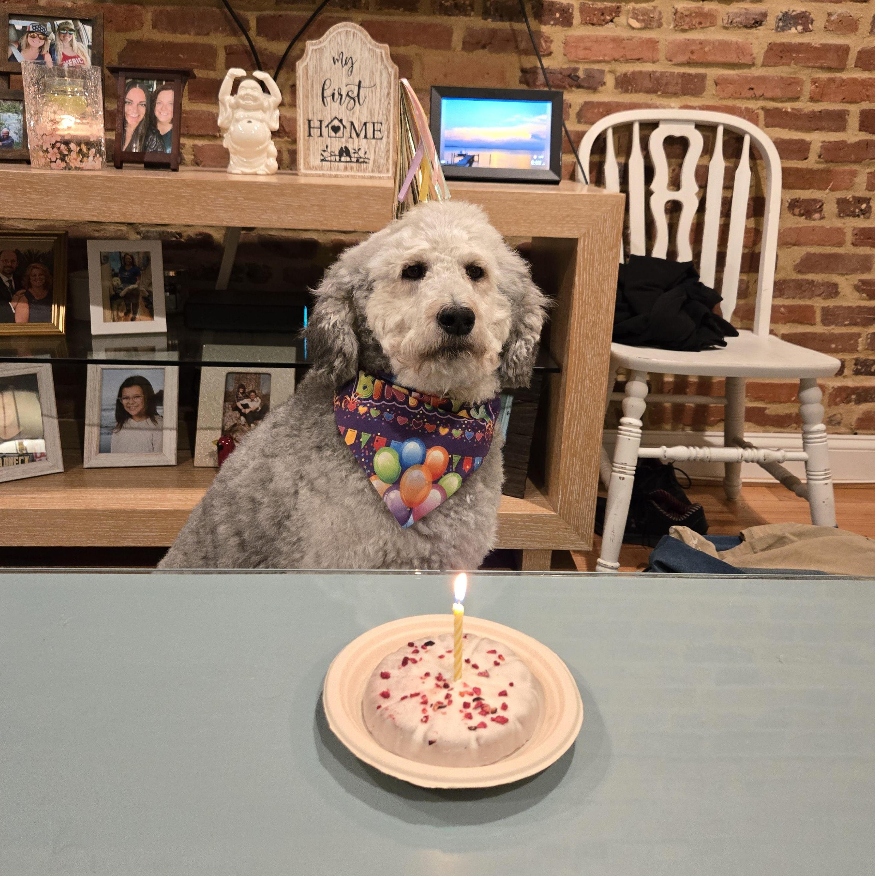 Sobe's birthday March, 17th, 2025