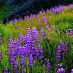 Sunol Regional Wilderness