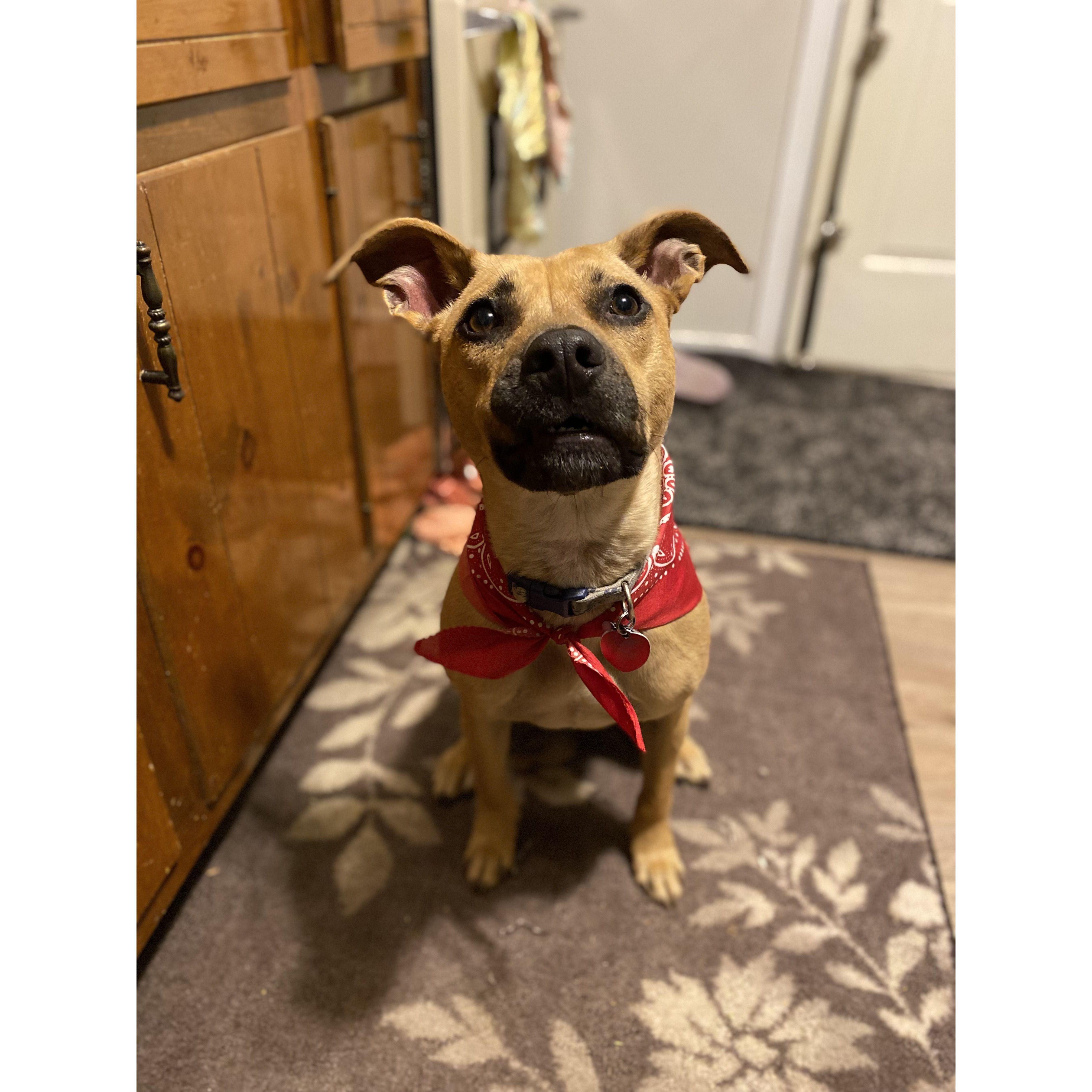 The cutest member of the family, Dobby!