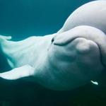 Mystic Aquarium
