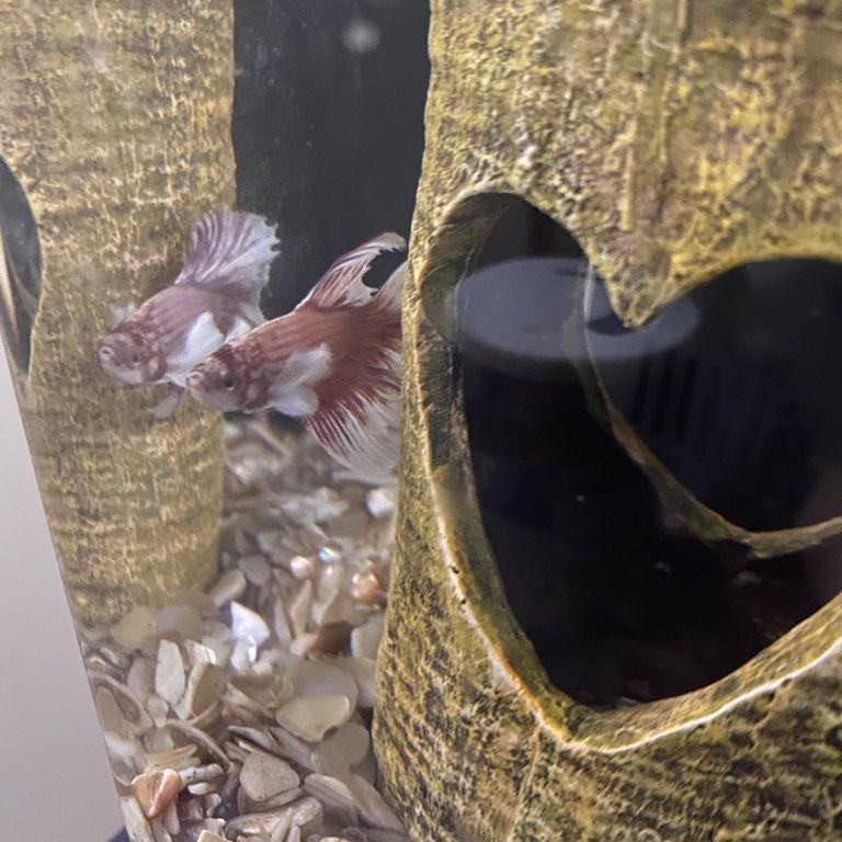Jared bought Abigail a pet fish to keep her company during the pandemic. His name was Patrick and he loved to look at candles and swim up to you when you walked in the room. RIP <3