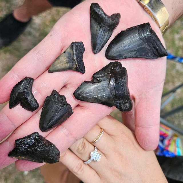 Shark Tooth Hunting Tour