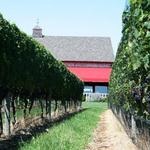 Clovis Point Vineyard & Winery