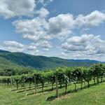 Fainting Goat Vineyards