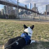Brooklyn Bridge Park