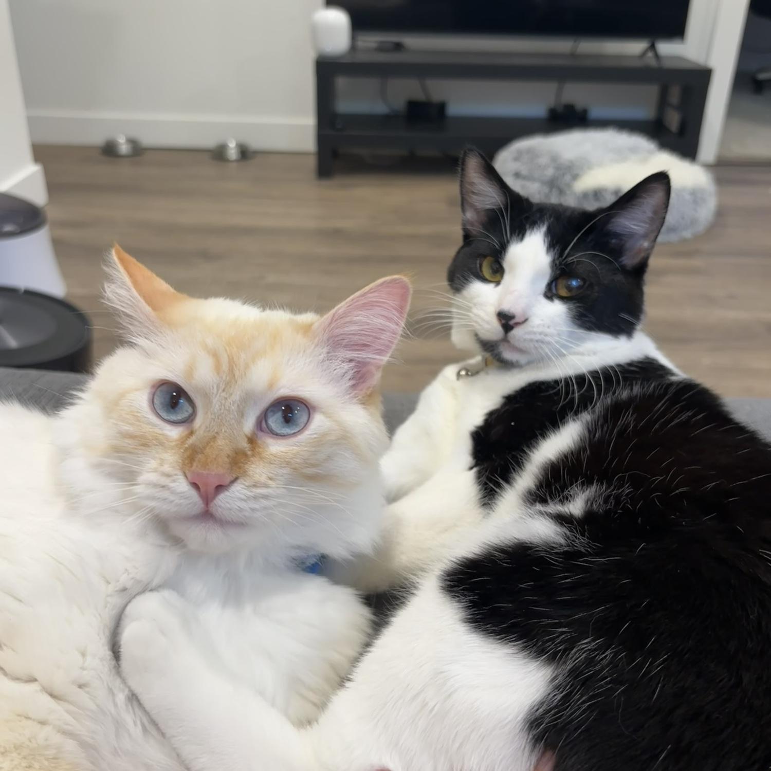 Our boys! Mr. Kitty and Mookie