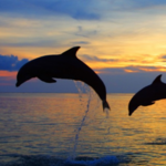 Boat Tour with Catamaran Tours