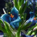 San Diego Botanic Garden