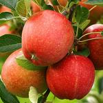 Farms/Orchards