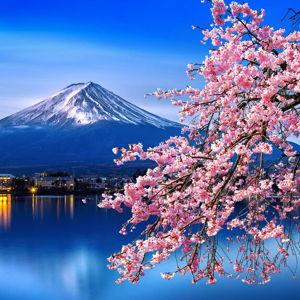 Hirosaki Cherry Blossom Festival