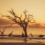 Driftwood Beach