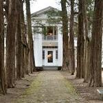 Rowan Oak