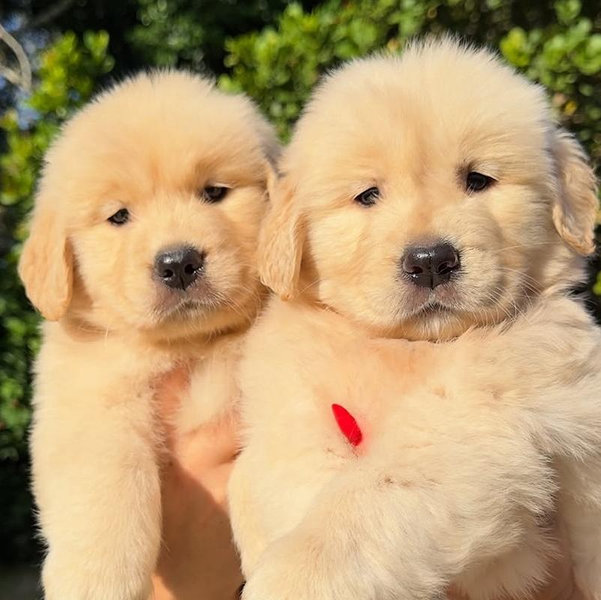 Our Golden Retriever Fund