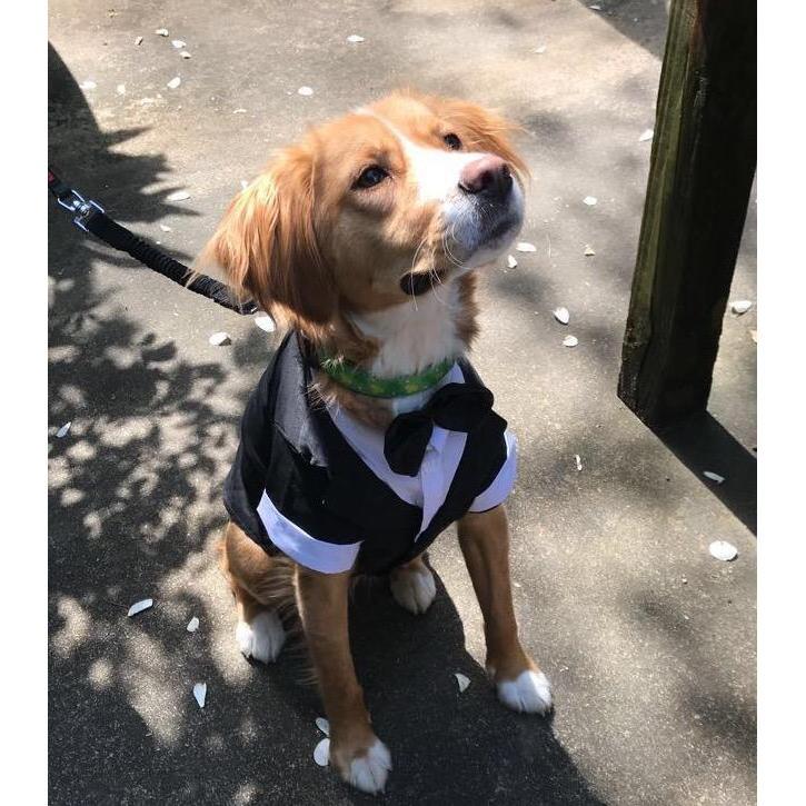 Our dapper fur baby, Kramer