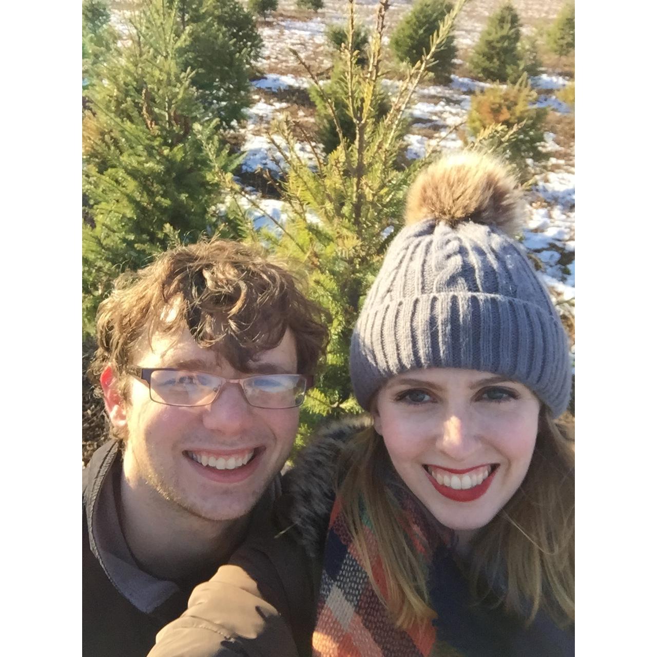 Christmas tree farm, December 2017