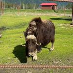 The Musk Ox Farm