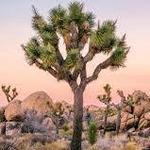 Joshua Tree National Park