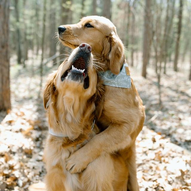 Our Pet Toy Fund