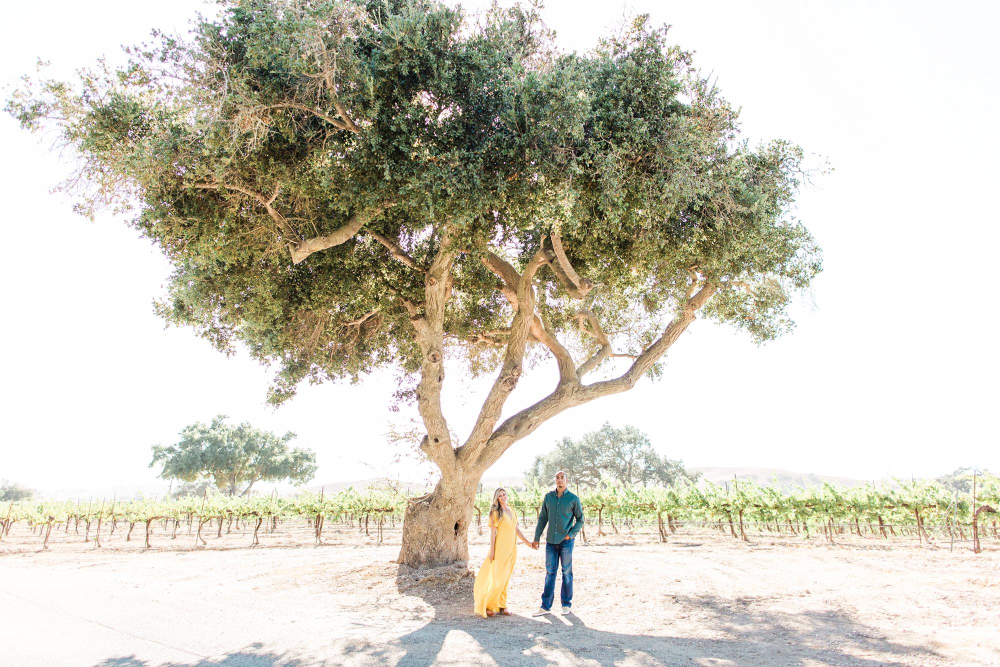 Engagement Pictures taken at a winery in Santa Ynez, Ca.
