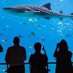 Georgia Aquarium