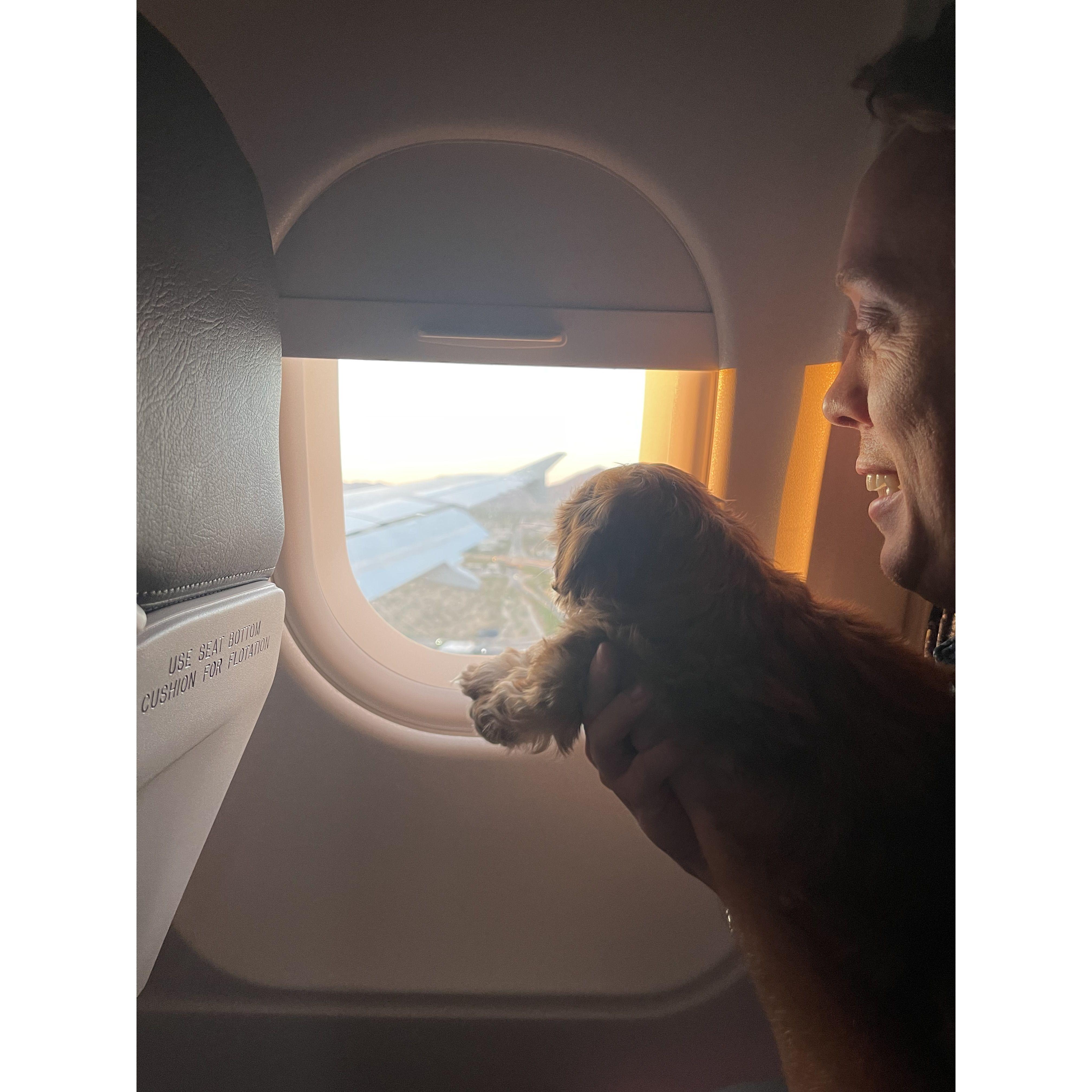 Mochi on the flight to her new home!