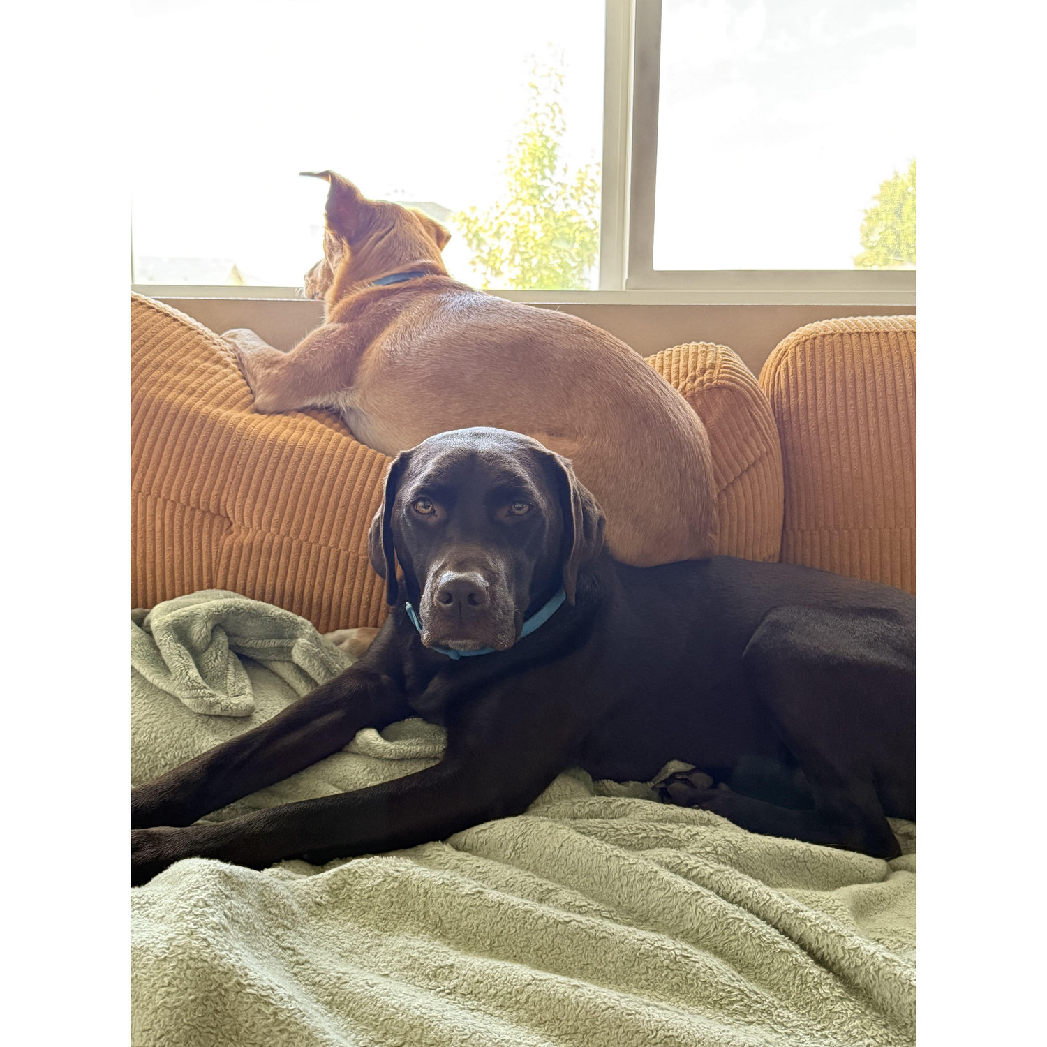 Our Fur Babies