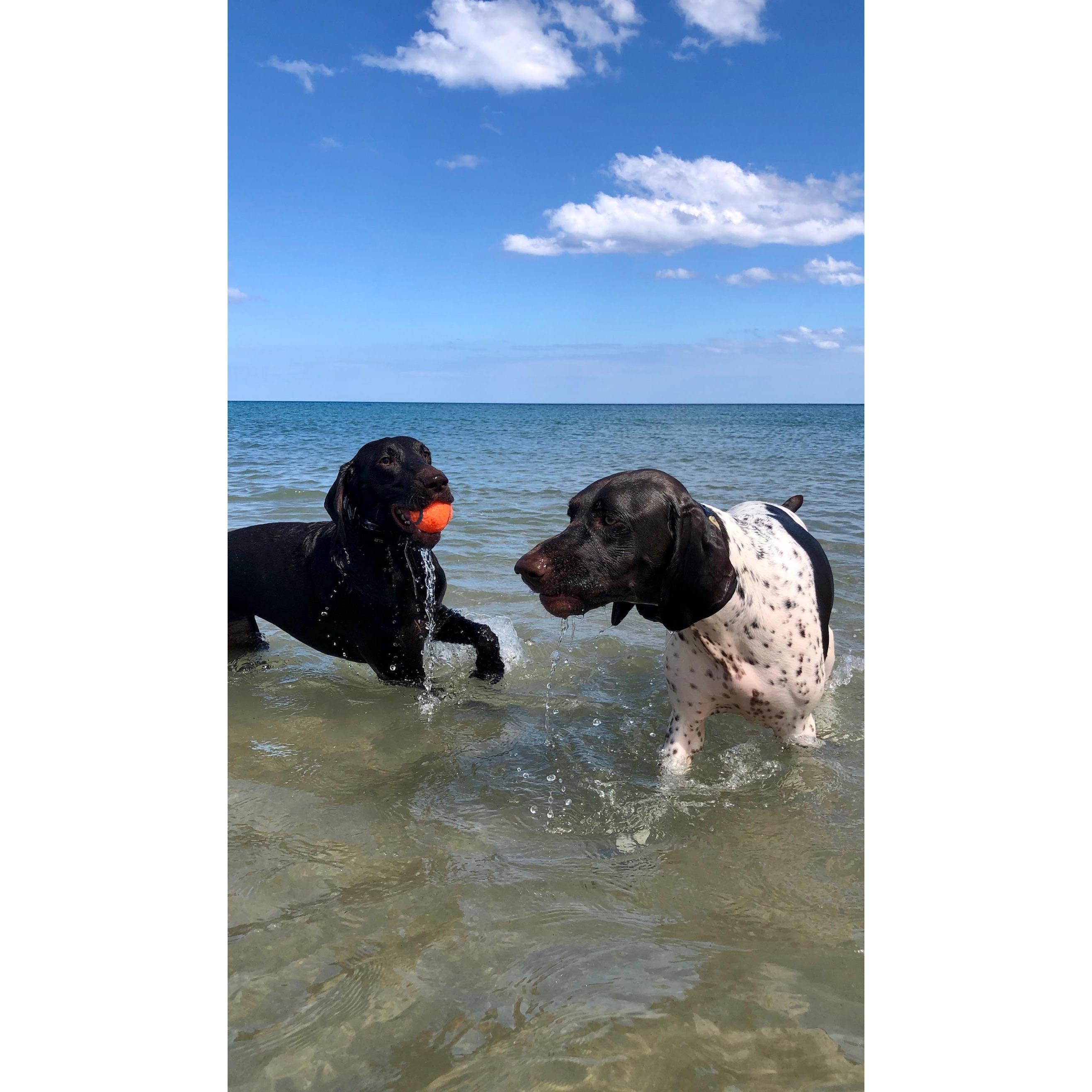 Pups beach day