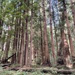 EXPLORE | Muir Woods National Monument