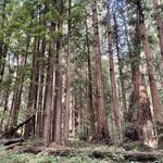 EXPLORE | Muir Woods National Monument