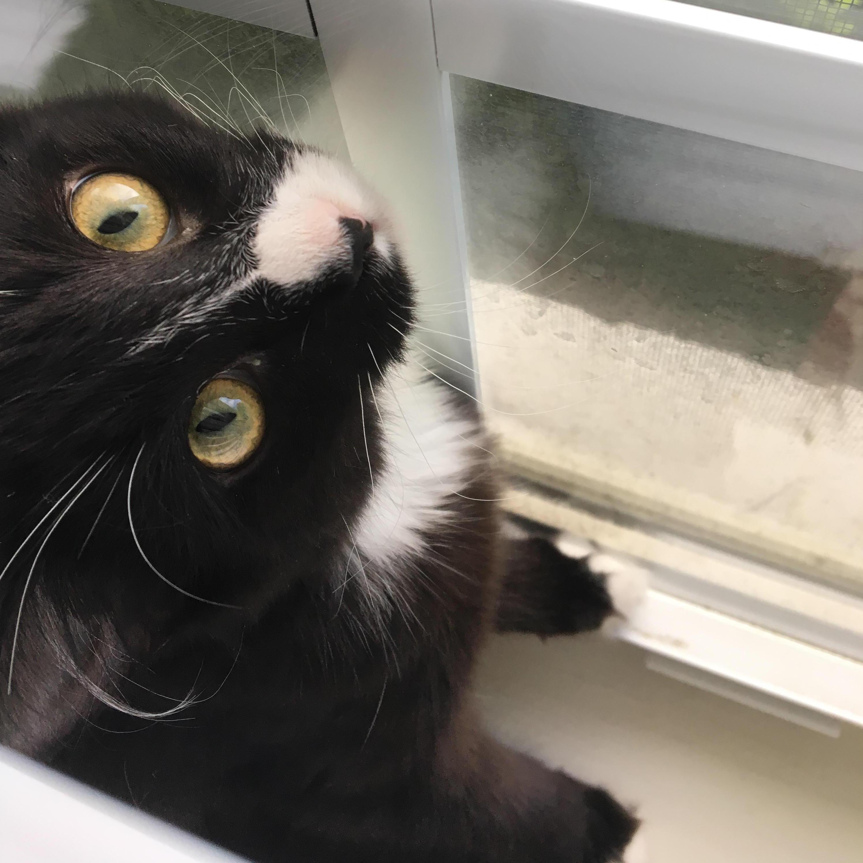 We adopted this little girl in August of 2017!