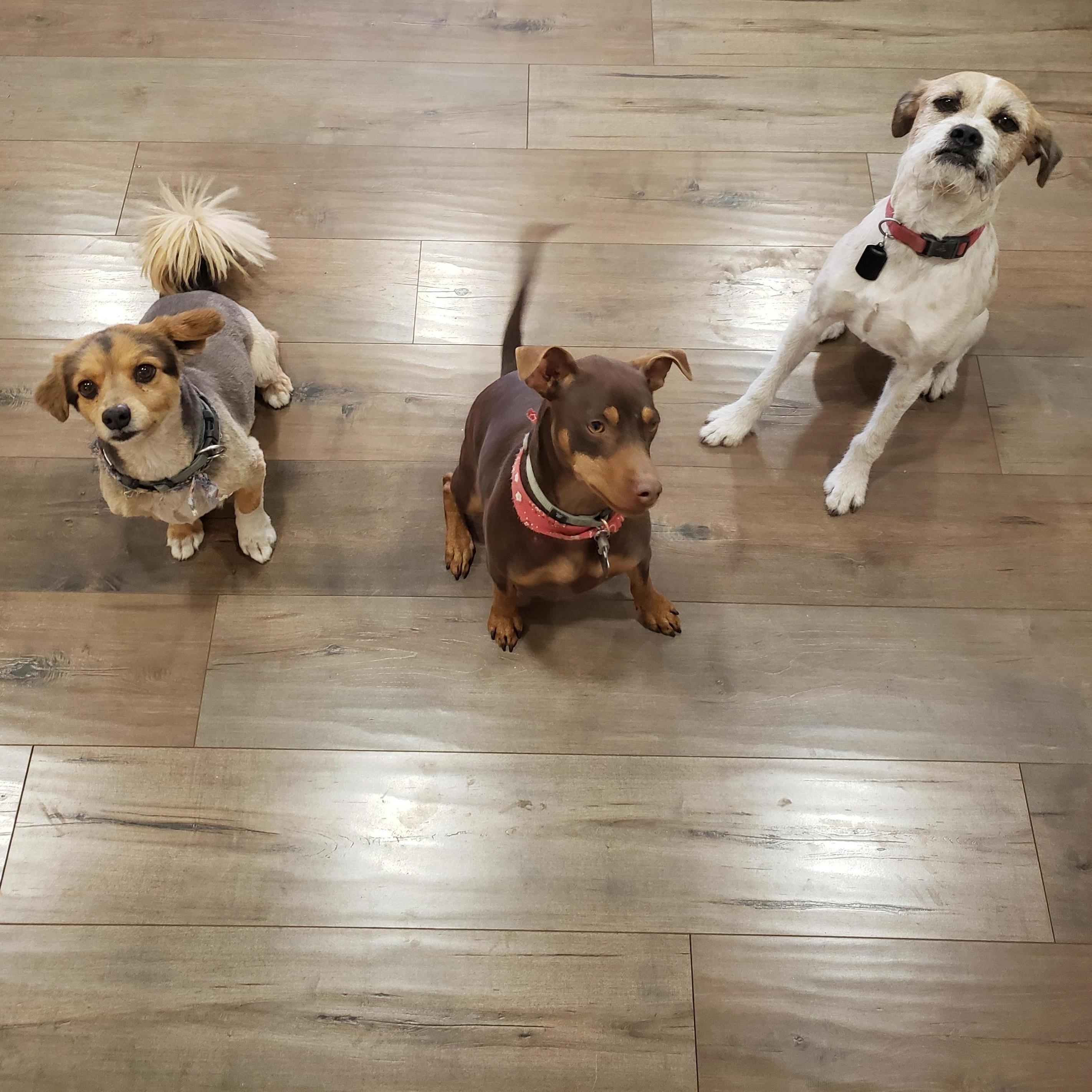 We had to include one picture of our three crazy dogs: Ollie (10, left), Snoop (2, middle), and Whiskey (5, right).